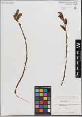 Foto von Salix cinerea L.